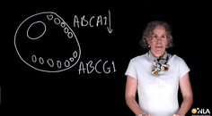 Effecten van cholesterolophoping in macrofagen op inflammatie